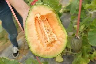 腐烂的瓜可以吃吗,腐烂瓜果的食用安全探讨