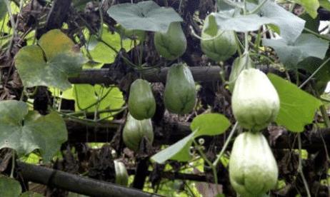 吃茎瓜的好处,揭秘吃茎瓜的五大健康优势