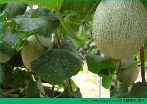 梦见猴子吃哈密瓜,猴子与哈密瓜的奇幻之旅