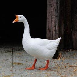 大鹅吃瓜知乎,揭秘知乎上的趣味事件与热门话题