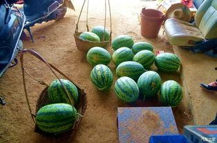 田瓜吃西瓜,一场夏日甜蜜的邂逅