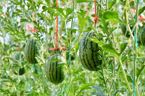 现在吃瓜去哪里