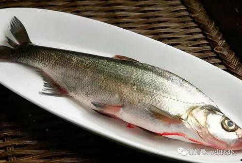 鱼爪吃瓜大赛,瓜界巅峰对决!