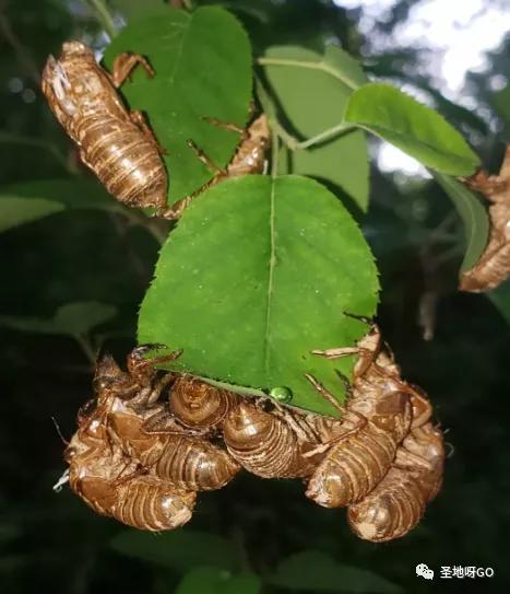奥斯卡小虫吃瓜,揭秘幕后花絮与精彩瞬间