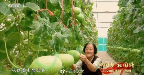 厦门翔安教师吃瓜,揭秘校园饮食背后的故事