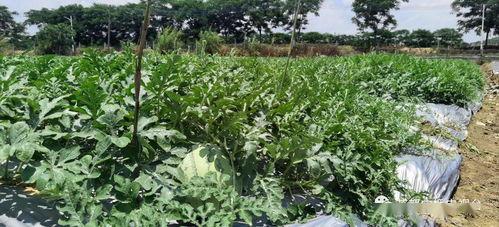 吃瓜群众夏天的味道,吃瓜群众品味清凉时光