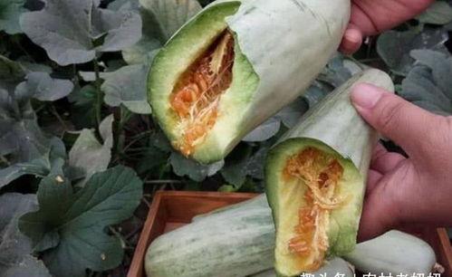 吃瓜博主怀孕,吃瓜博主喜怀龙凤胎，甜蜜孕期曝光