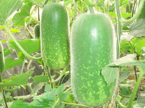 湾沚吃瓜,揭秘当地特色美食背后的故事