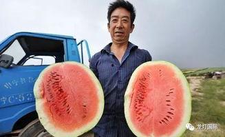 强平吃瓜,揭秘吃瓜群众的狂欢与反思