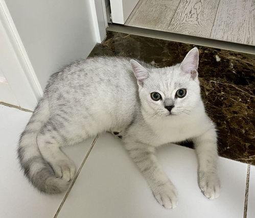 猪猫吃瓜,趣味横生的和谐生活瞬间