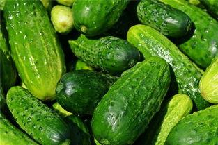 梦见自己去找瓜吃,寻瓜之旅的奇幻旅程