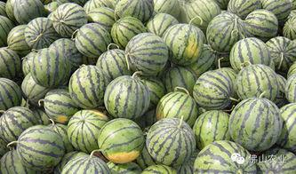 周大人吃瓜,揭秘娱乐圈幕后真相