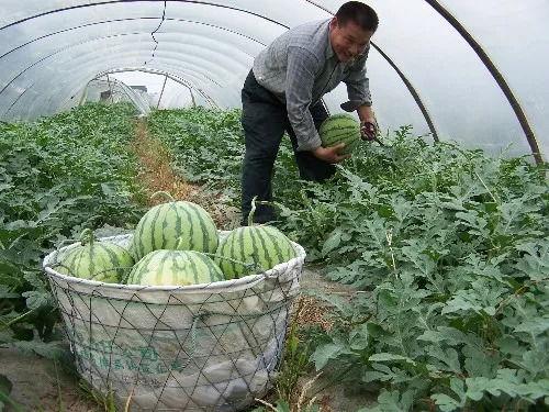 吃脆瓜西瓜声控,尽享夏日清凉之声