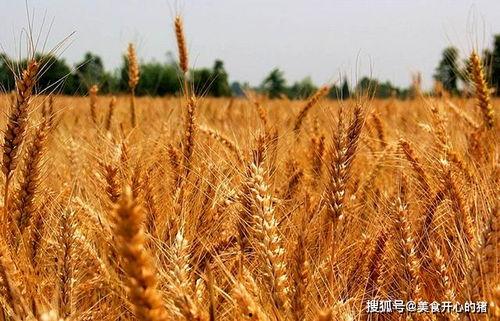 吴川麦子事件吃瓜,揭秘网络舆论的风暴与真相