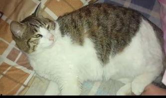 吃瓜群众小猫视频,萌态视频引网友热议