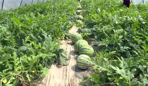 近期热门吃瓜事件青海,揭秘近期热门吃瓜事件的背后真相