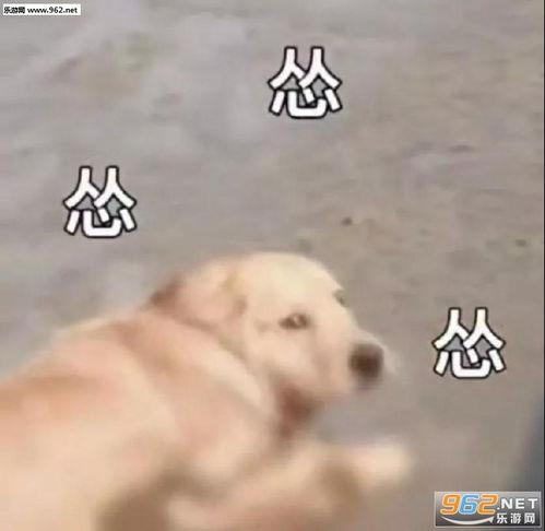 吃瓜表情舔狗,揭秘网络热词背后的心理现象