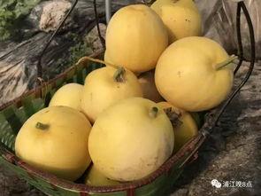 行建吃瓜,揭秘娱乐圈幕后故事