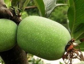 折海棠吃瓜,瓜田里的欢乐时光