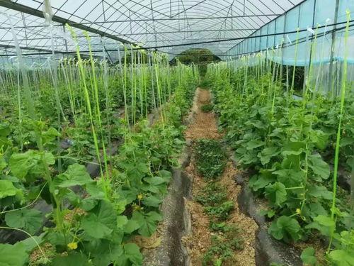 金山办公吃瓜,揭秘“吃瓜”背后的行业风云