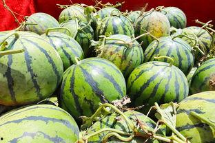 朱雀桥吃瓜,揭秘古都繁华背后的市井生活