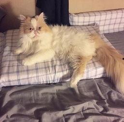 吃瓜喵众头像,揭秘网络红人的魅力与争议