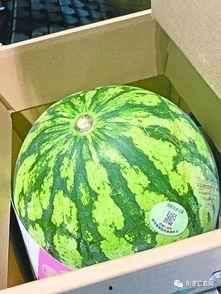 武汉哪里吃瓜最多,武汉瓜界热门聚集地探秘