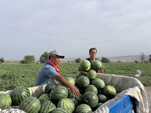 坠楼吃瓜资源,吃瓜群众背后的真相与反思