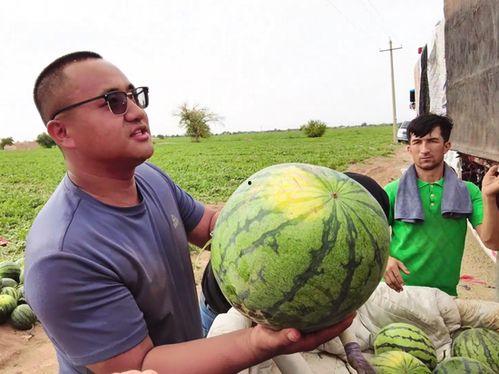 马腾艳吃瓜  第2张