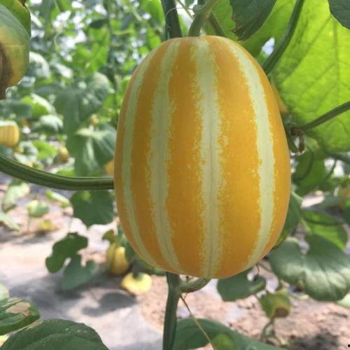 扣扣吃瓜网红,揭秘网络红人的幕后生活 第2张 扣扣吃瓜网红,揭秘网络红人的幕后生活 第2张