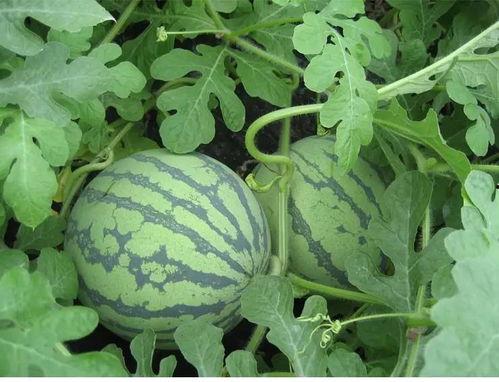 摘瓜吃瓜配乐有哪些  第2张