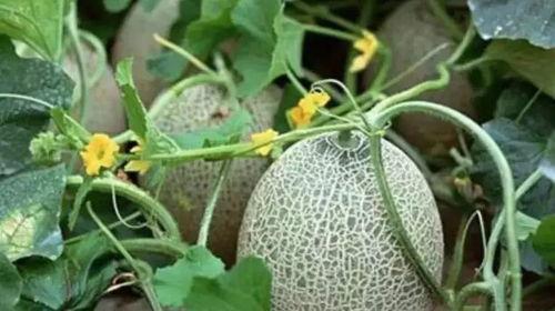 新疆吃瓜群vx,瓜田里的欢乐时光