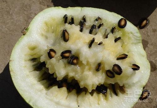 吃籽瓜歌曲  第2张