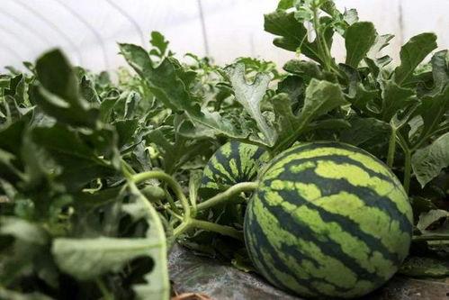 吃瓜误赞,揭秘网络舆论的狂欢与误区  第3张