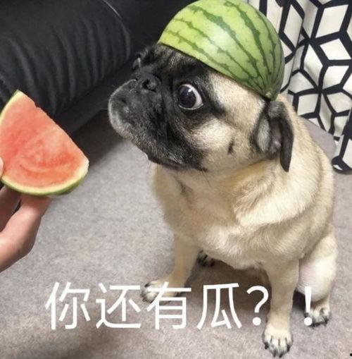 吃瓜动物表情包,揭秘吃瓜动物表情包的魅力所在