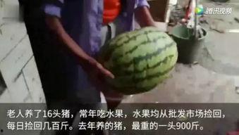 猪儿吃瓜,趣味横生的田园生活趣事  第3张