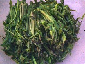 蒿瓜是什么季节吃,蒿瓜的季节美味  第2张