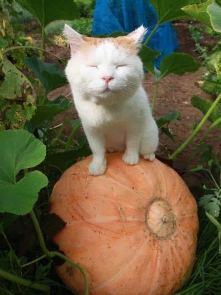 猫狗吃冰吃瓜