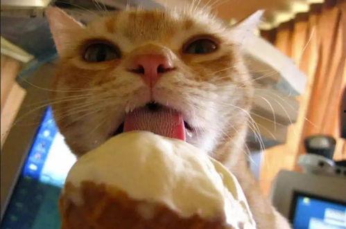 猫狗吃冰吃瓜  第3张